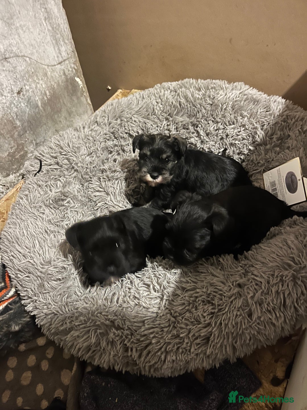 Miniature Schnauzer dogs for sale: Mini schnauzer puppies for sale  - Advert 5