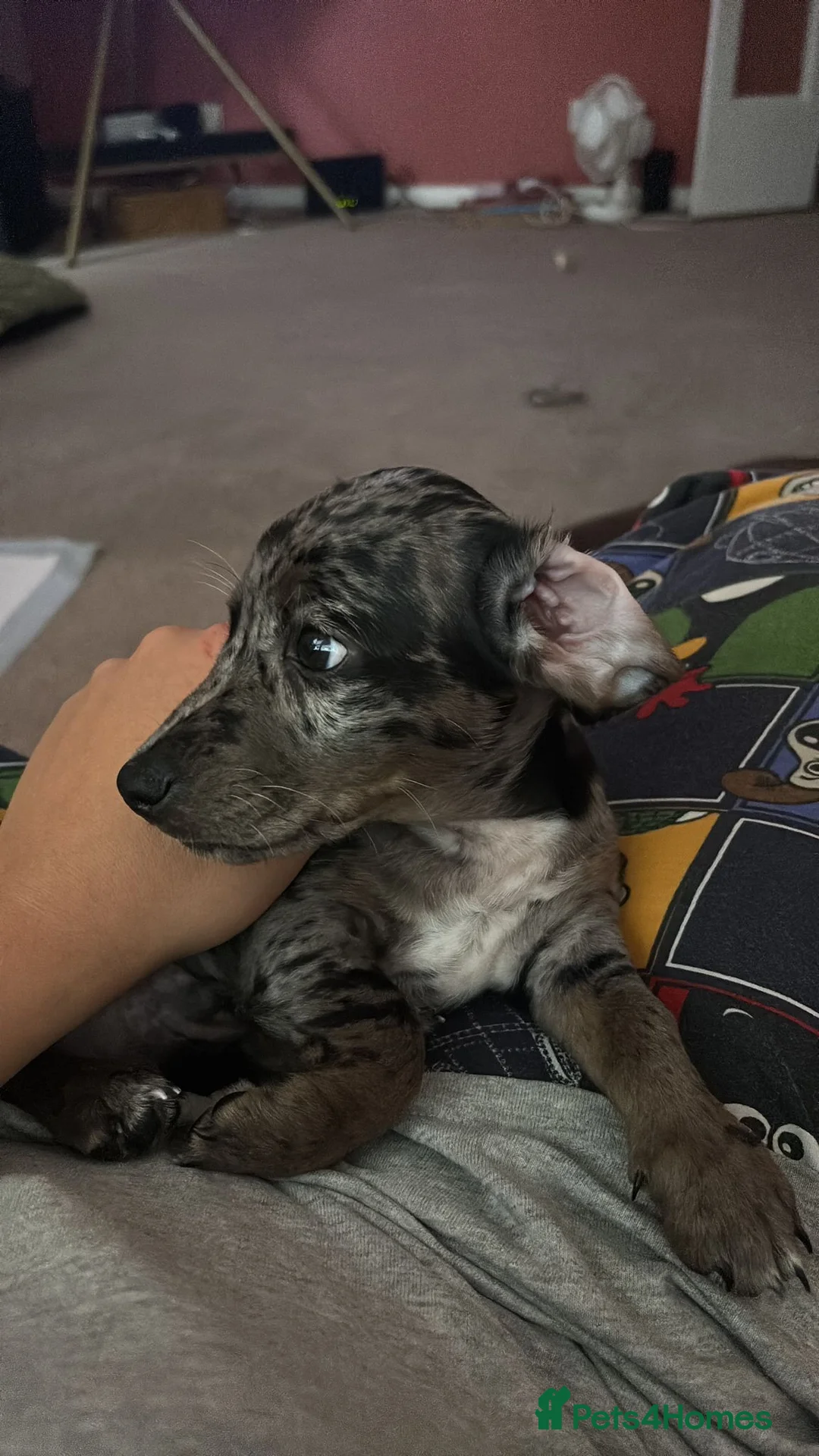 Mixed Breed dogs for sale: Stunning little boy looking for a new postcode - Advert 9