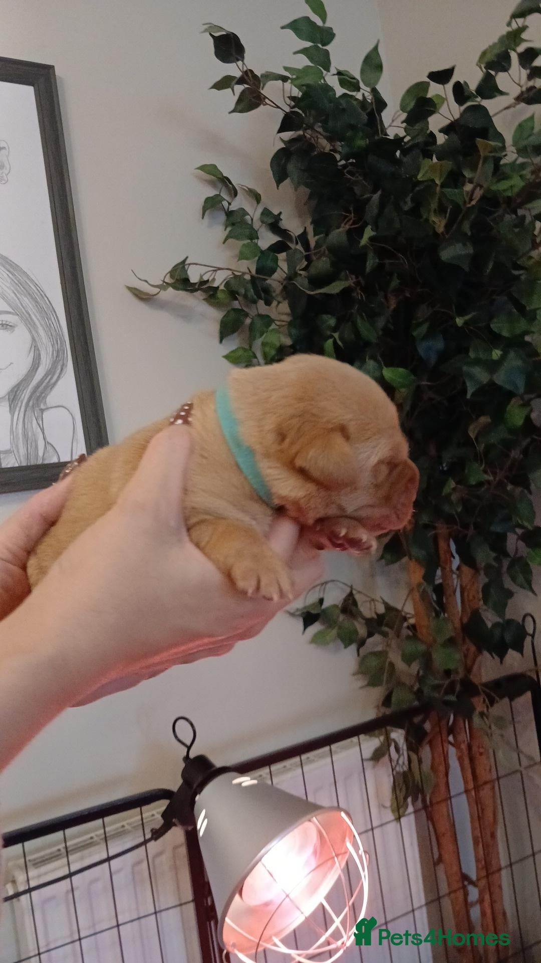 Labrador Retriever dogs Red/Golden Labrador puppies - Advert 2