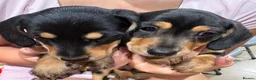 Miniature Dachshund dogs for sale: Mini dachshund for sale females  in Wisbech - Advert 3