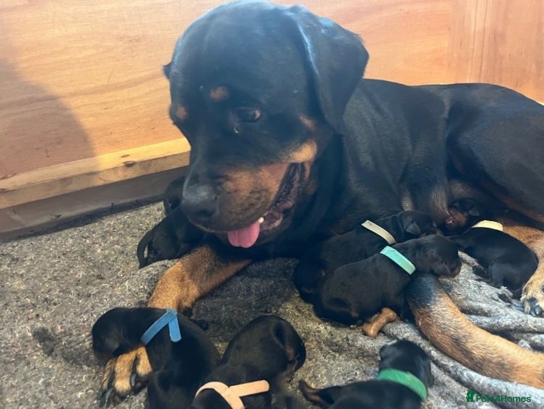 Rottweiler dogs for sale: Clean Rottweiler puppies raised with love and care - Advert 10