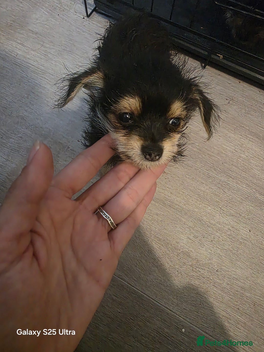 Yorkiepoo dogs for sale: Male dog - Image 4