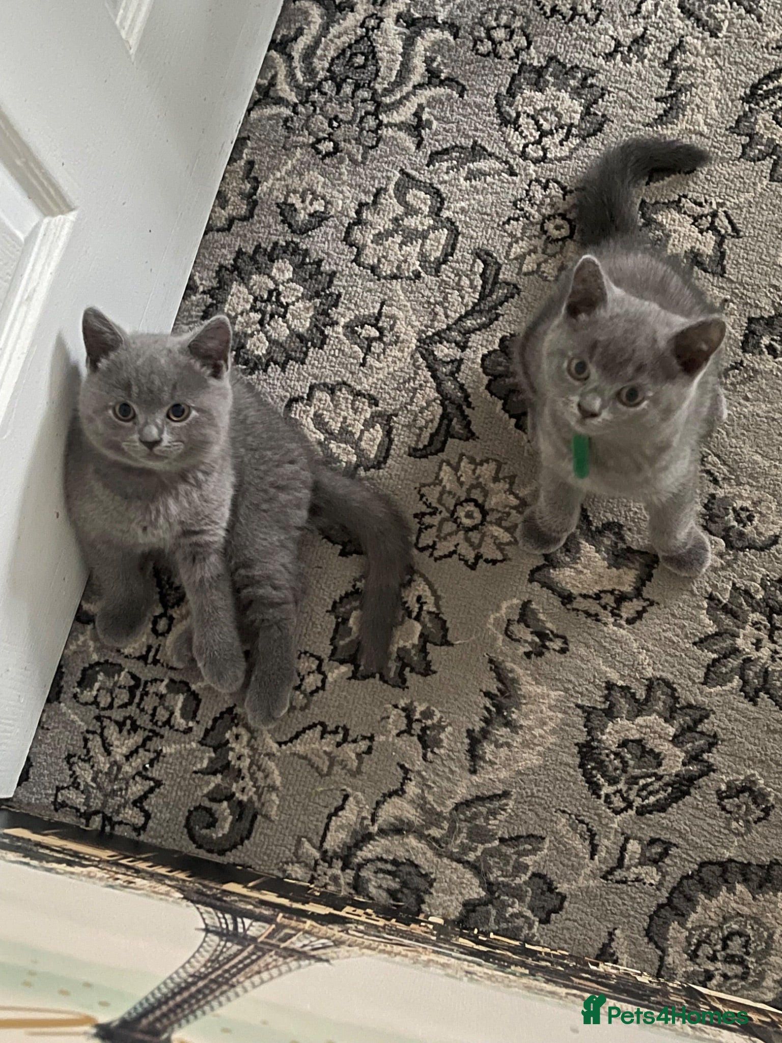 British Shorthair cats GCCF pedigree British shorthairs  - Advert 13