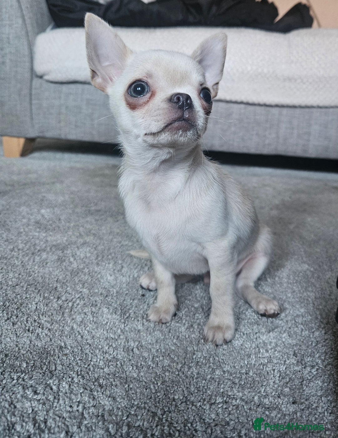 Chihuahua dogs for sale: Teeny Chihuahua Pup   - Advert 5