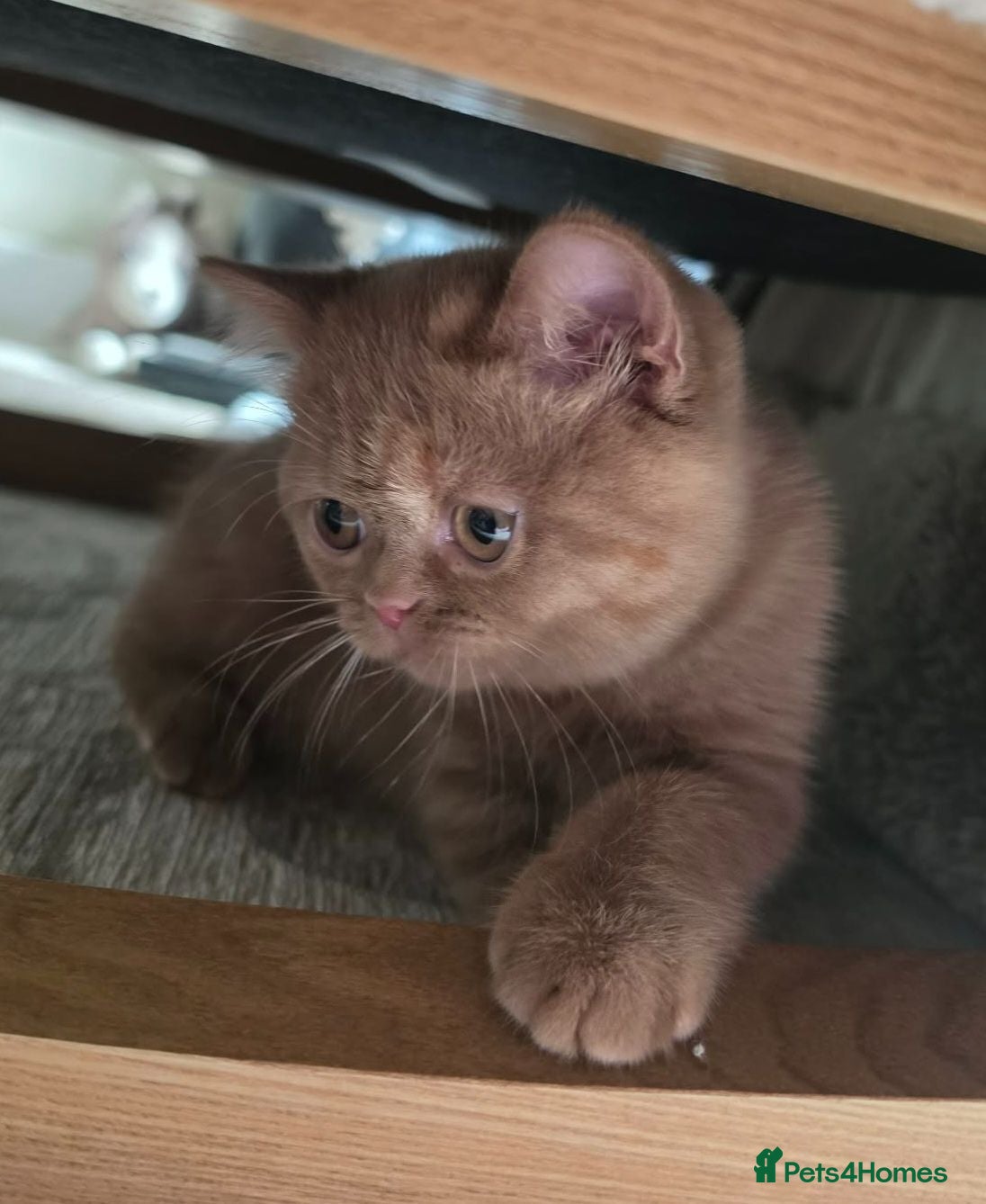 British Shorthair cats GCCF BSH champion parents cinnamon female - Advert 3