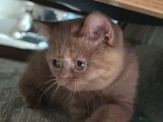 British Shorthair cats GCCF BSH champion parents cinnamon female - Advert 3