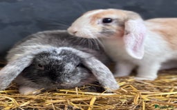 Mini Lop rabbits for sale: 2 sweet bonded mini lop girls - Image 4