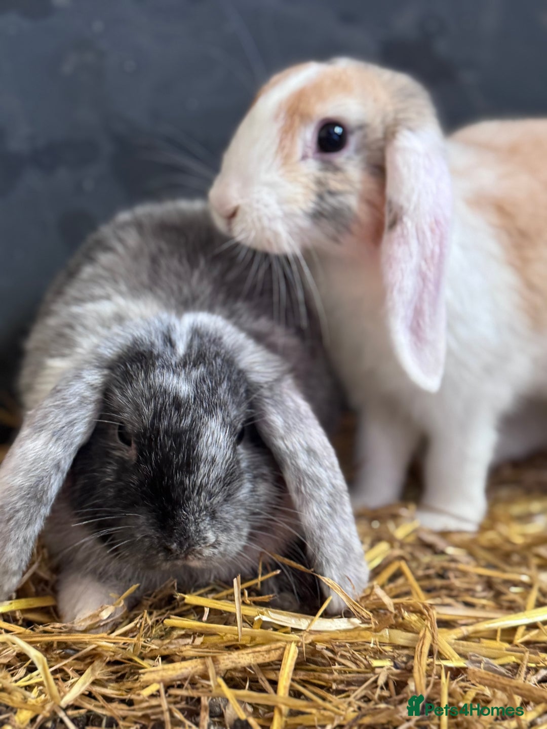 Mini Lop rabbits for sale: 2 sweet bonded mini lop girls - Image 4