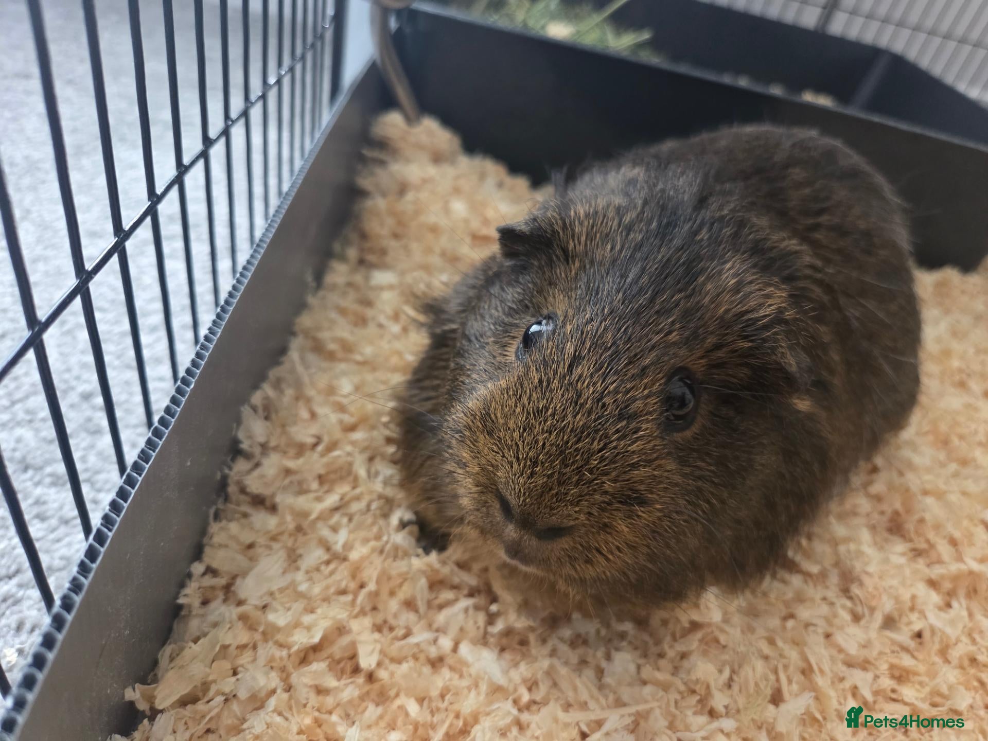 Guinea Pig rodents Guinea pig boar - Advert 1