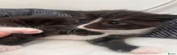 Maine Coon cats for sale: Maine coon cross kittens in Melksham - Advert 15