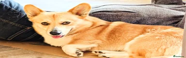 Welsh Corgi Pembroke 1