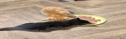 Mixed Breed cats for sale: Two gorgeous boys - Advert 3