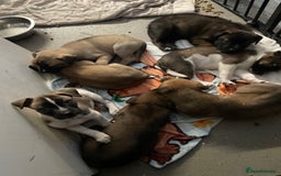 Mixed Breed dogs for sale: Bullsky puppies  - Advert 1