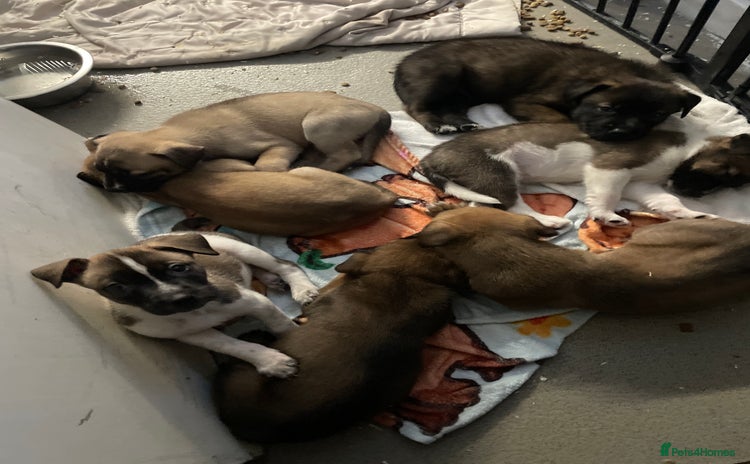 Mixed Breed dogs Bullsky puppies  - Advert 7