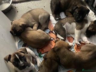 Mixed Breed dogs Bullsky puppies - Advert 4