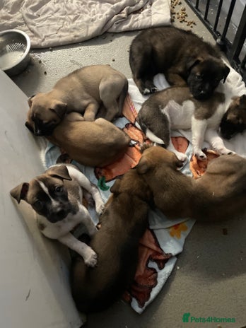 Mixed Breed dogs Bullsky puppies - Advert 7