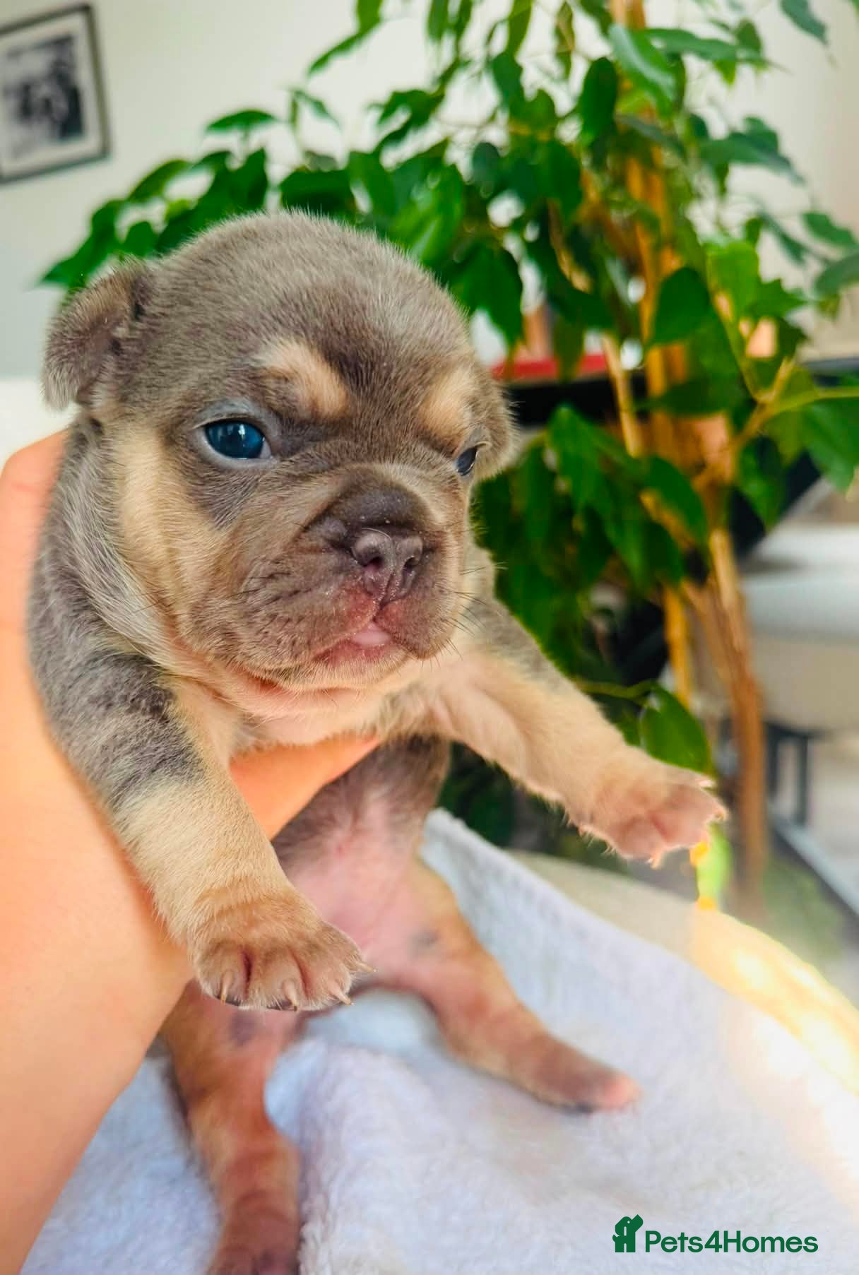 French Bulldog dogs Beautiful Pedigree French Bulldog girls🥰 - Advert 12