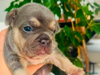 French Bulldog dogs Beautiful Pedigree French Bulldog girls🥰 - Advert 12