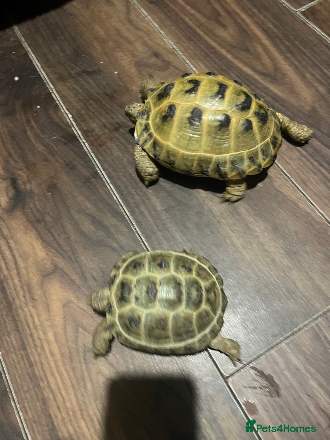 Tortoise reptiles for sale: Horsefield tortoise’s  - Advert 4