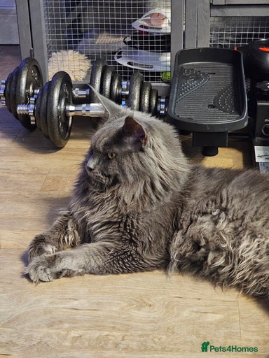 Gallery Image {{count}}