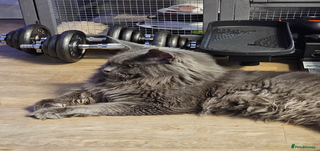 Gallery Image {{count}}