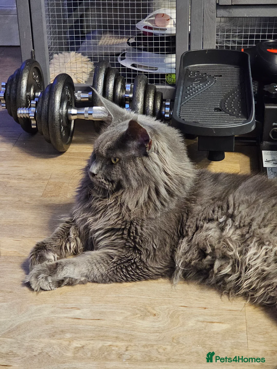 Gallery Image {{count}}