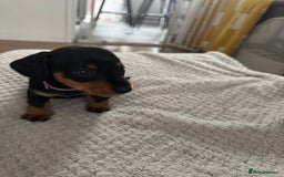 Dachshund dogs for sale: 8 dachshund puppies  - Image 16