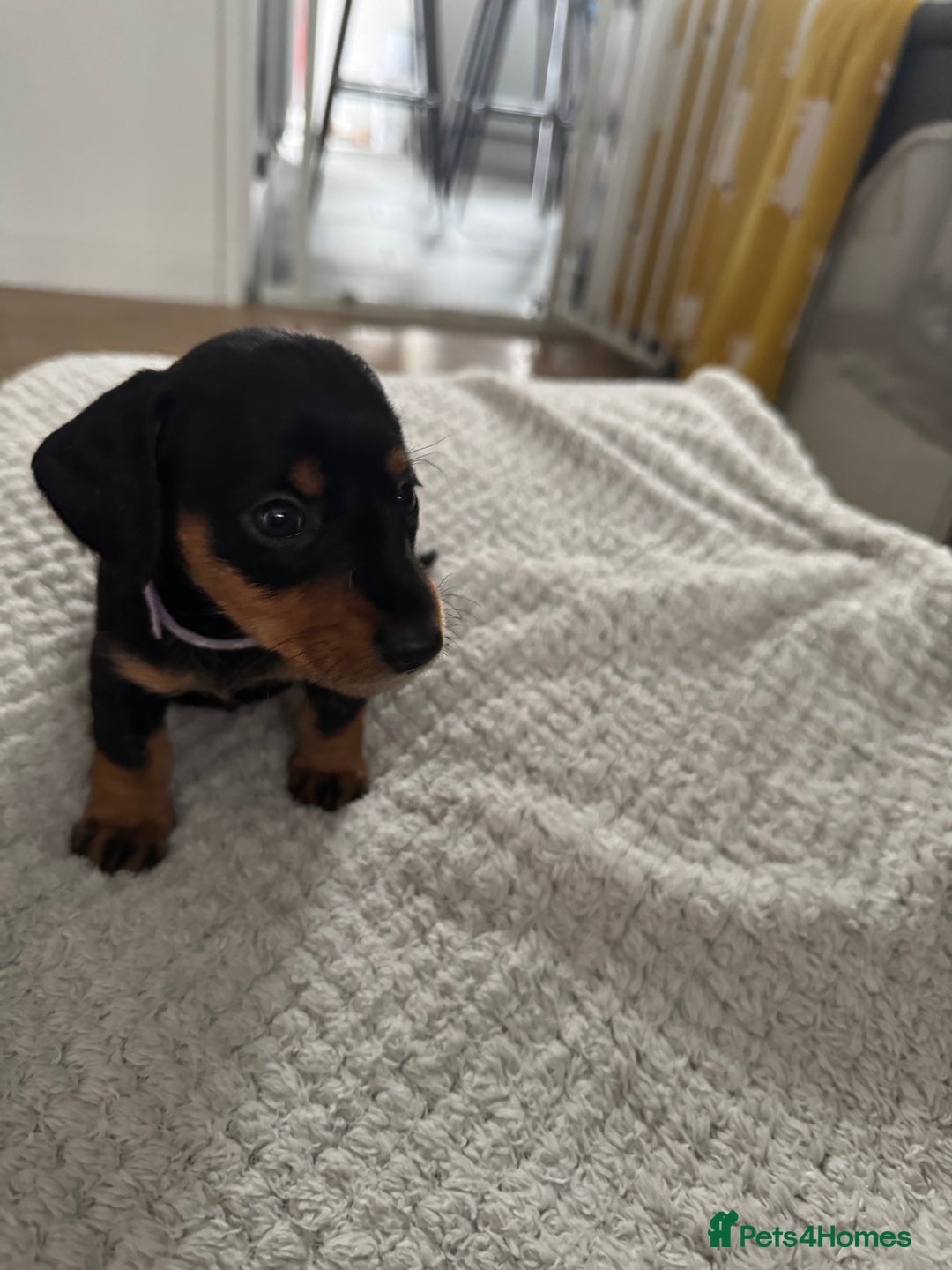 Dachshund dogs for sale: 8 dachshund puppies  - Image 16