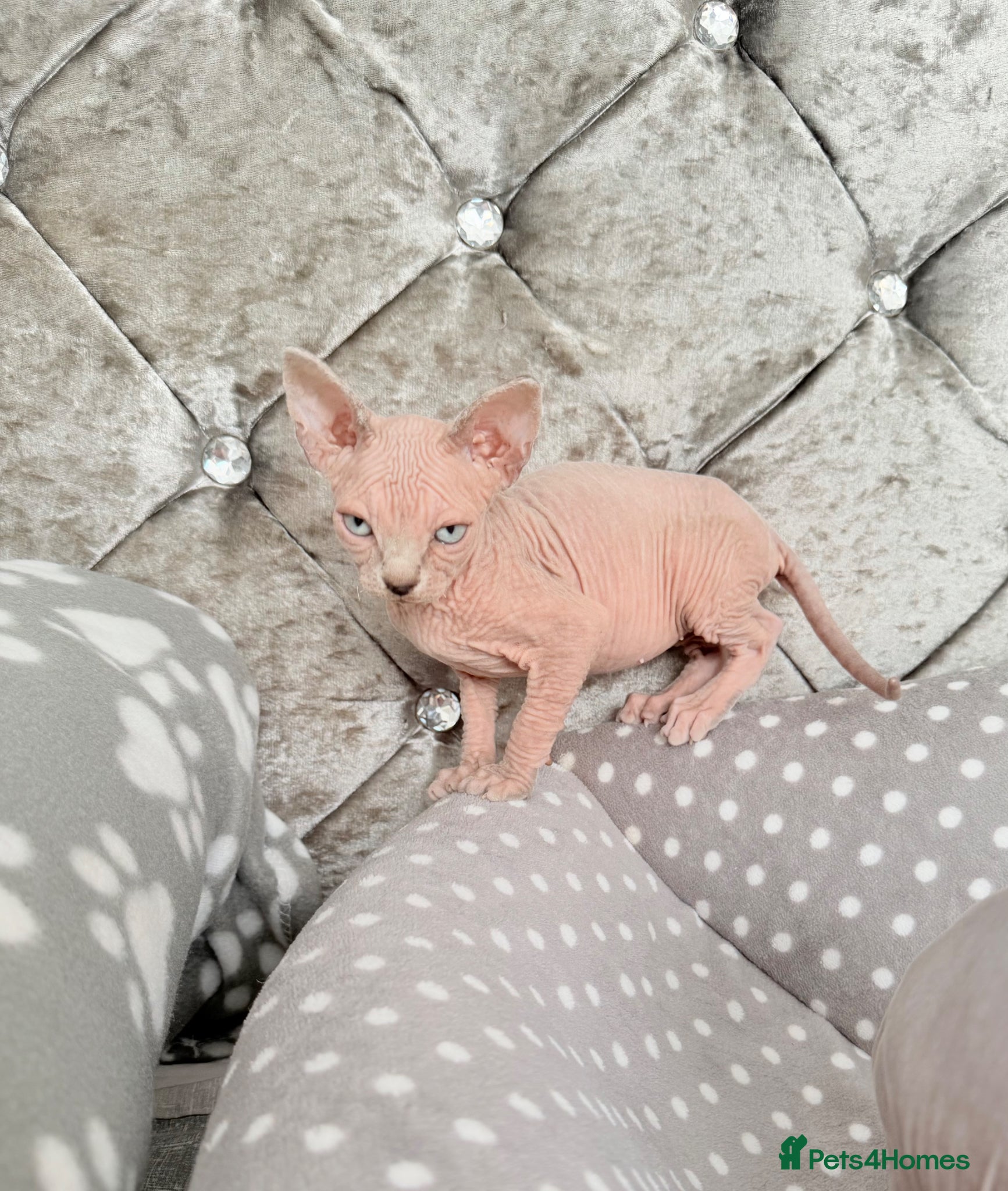 Sphynx cats TICA REGISTERED Sphynx Kittens for Sale - Advert 5