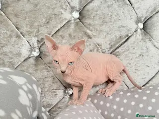 Sphynx cats TICA REGISTERED Sphynx Kittens for Sale - Advert 5