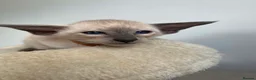 Siamese cats for sale: GCCF Registered Stunning Siamese Kittens  - Advert 5