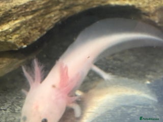 Axolotl reptiles - Advert 9