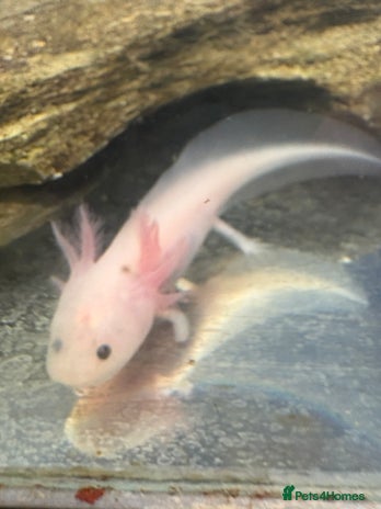 Axolotl reptiles for sale - Advert 3