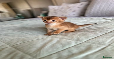 Abyssinian cats - Advert 1