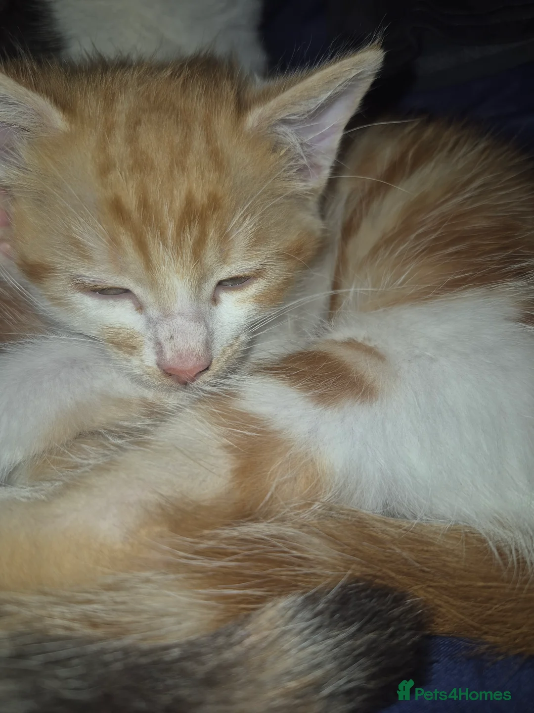 Mixed Breed cats for sale: 6 kittens  - Advert 3