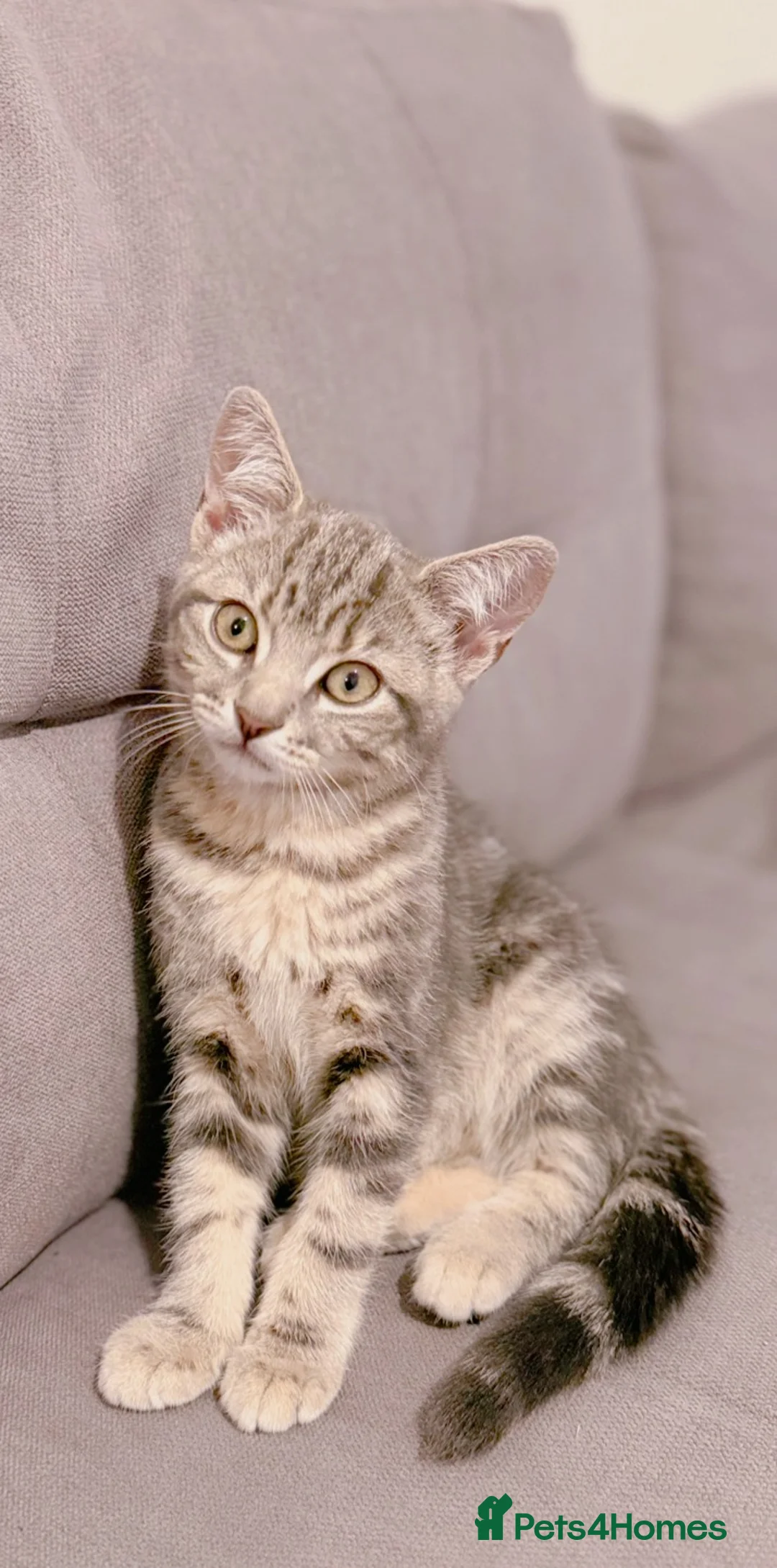Mixed Breed cats for sale: Barfi, tabby grey female cat - Advert 2