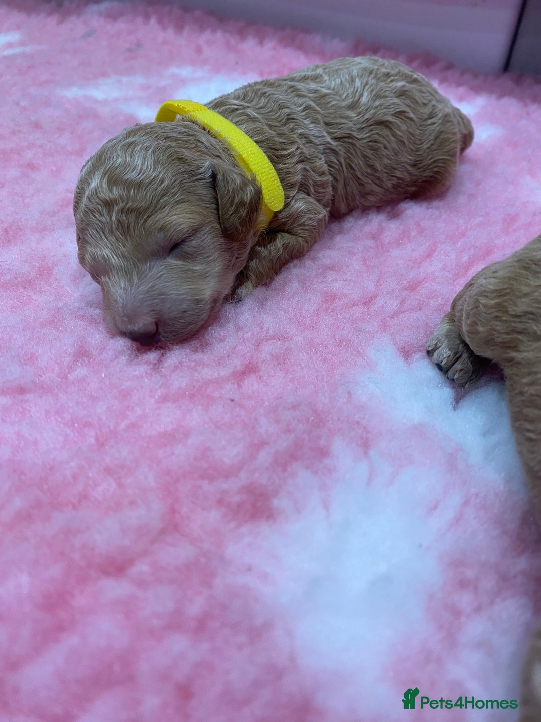 Labradoodle dogs for sale: Multi- Generation Toy/Mini parti Labradoodles   - Advert 22