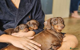 Miniature Dachshund dogs for sale: long and shorthaired chocolate. Both parents KCd - Image 3