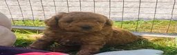 Yorkiepoo dogs for sale: Yorkiepoo puppies  - Advert 10