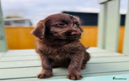 Labradoodle dogs for sale: Chocolate Merle Labradoodle Babies 🐾🐾🐾 - Advert 12