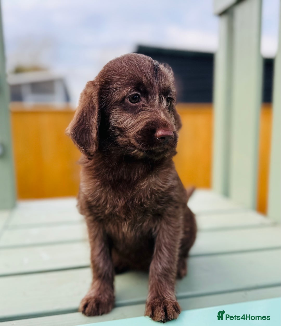 Labradoodle dogs for sale: Chocolate Merle Labradoodle Babies 🐾🐾🐾 - Advert 12
