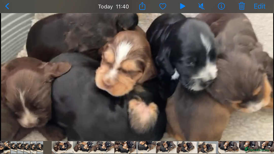 Cocker Spaniel dogs for sale: Kc show extensive health tests beautiful colours - Image 7