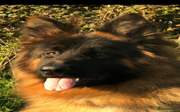 German Shepherd dogs for sale:  kc health tested long haired German shepherd pups - Image 6