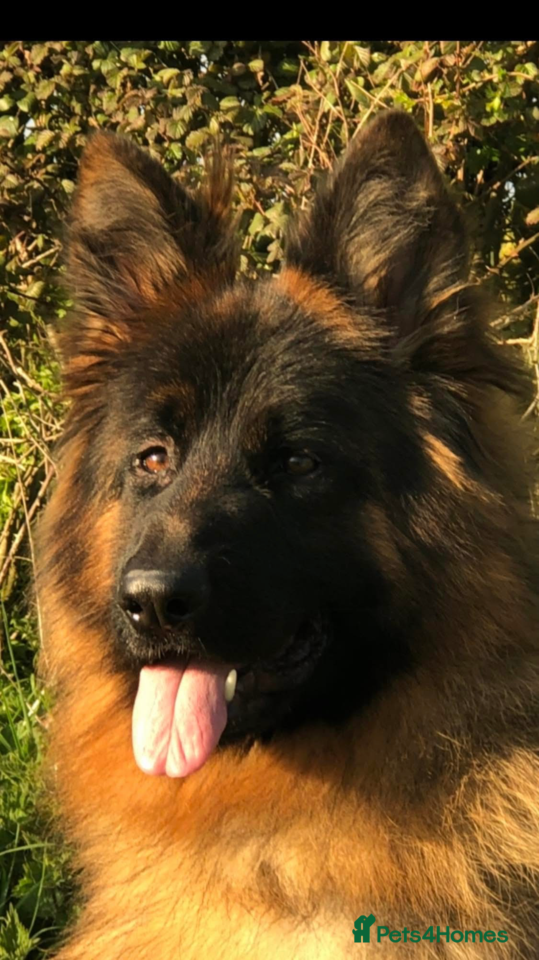 German Shepherd dogs for sale:  kc health tested long haired German shepherd pups - Image 6