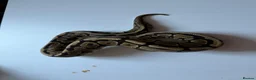 Python Snake reptiles for sale: Ball pythons various reduced  - Advert 16
