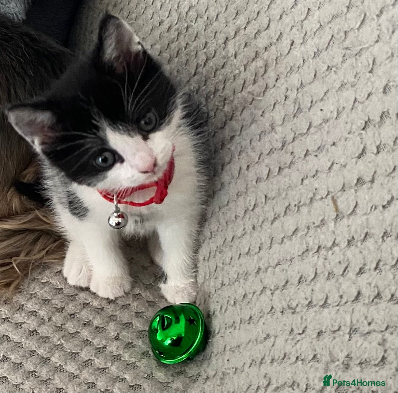 Mixed Breed cats Female kitten - Advert 1