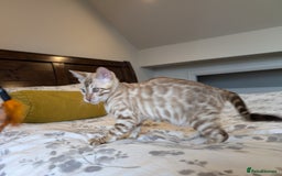 Bengal cats for sale: 🖤🤎🤍 Beautiful Bengal Kittens 🤍🤎🖤 in Barnoldswick - Image 7