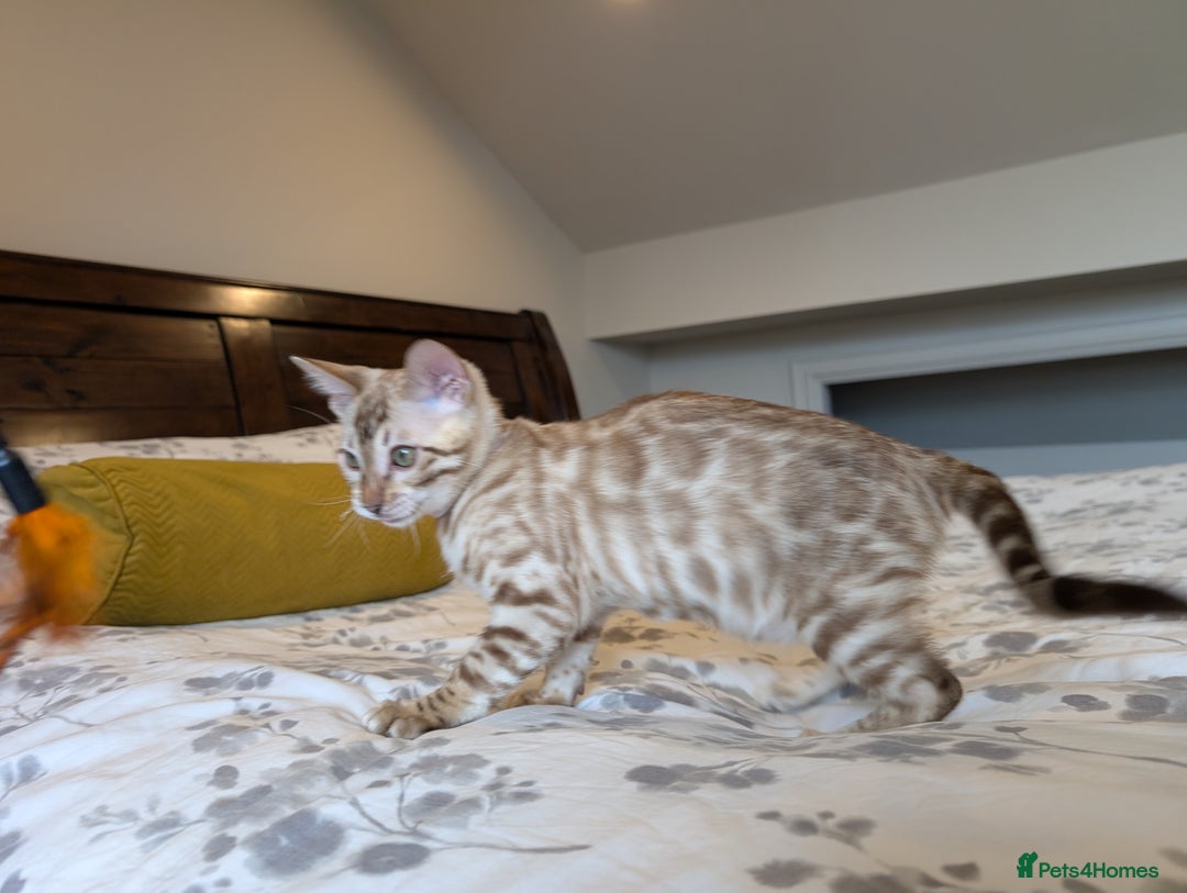 Bengal cats for sale: 🖤🤎🤍 Beautiful Bengal Kittens 🤍🤎🖤 in Barnoldswick - Image 7