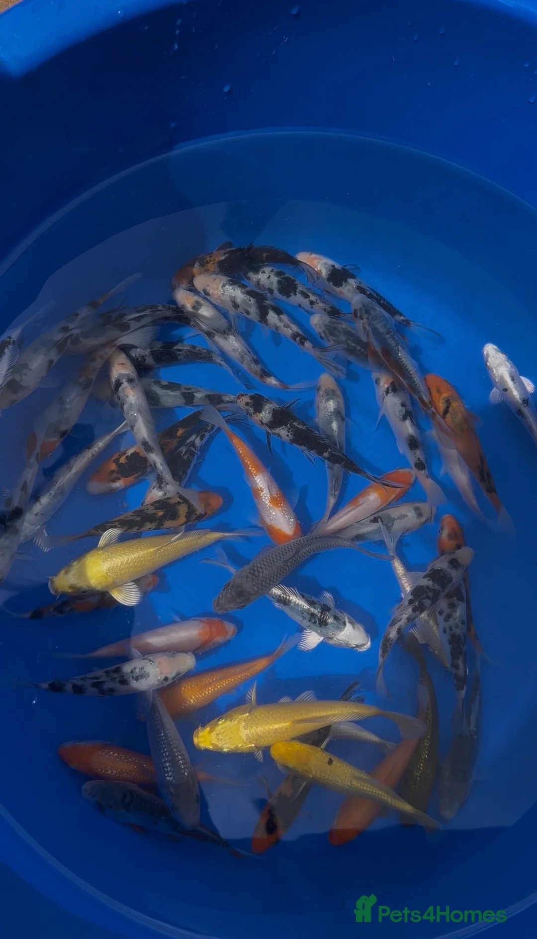Koi Carp fish for sale: 3-4 inch Koi - Advert 1
