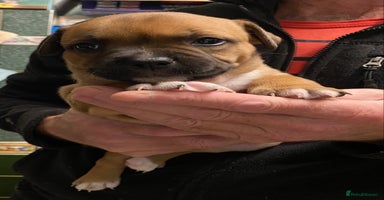 Staffordshire Bull Terrier dogs - Advert 2